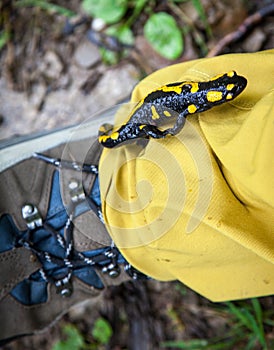 Fire Salamander on hiking boots