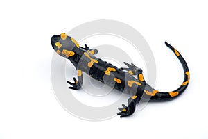 The fire salamander isolated on white background