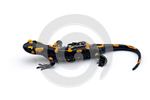 The fire salamander isolated on white background