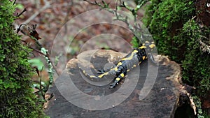Fire salamander in its habitat