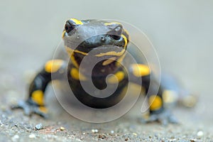 the fire salamander, in latin salamandra salamandra