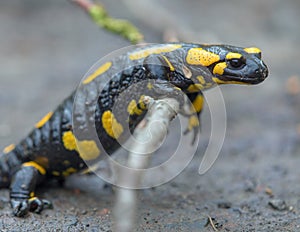 the fire salamander, in latin salamandra salamandra