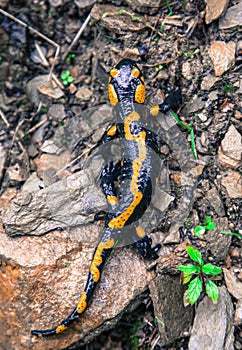 Fire salamander