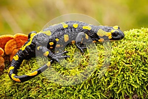 Fire salamander lying on green moss and fungi in Slovak nature