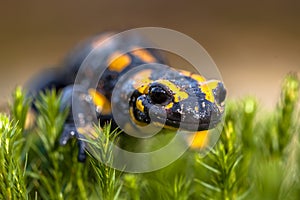 Fire salamander newt on moss