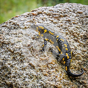 Fire salamander on a rock