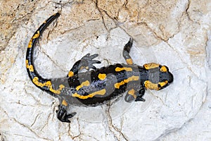 fire salamander on a rock near the river
