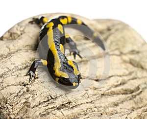 Fire salamander on rock, Salamandra salamandra