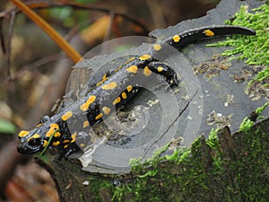 Fire Salamander, salamandra, black, yellow, forest, nature, animal, amphibia, tree stork, closeup