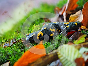 Fire Salamander (Salamandra Salamandra)