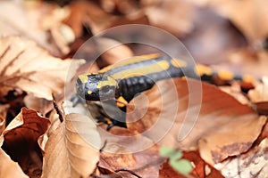 fire salamander & x28;Salamandra salamandra& x29; Germany photo