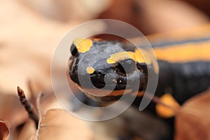 fire salamander & x28;Salamandra salamandra& x29; Germany photo