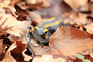 fire salamander (Salamandra salamandra) Germany photo