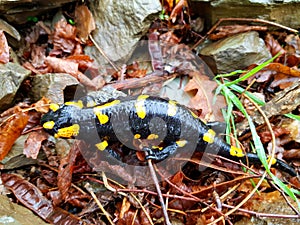 The Fire salamander - Salamandra salamandra