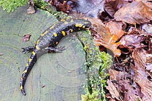 Fire salamander or Salamandra Salamandra