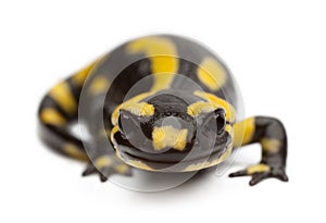 Fire salamander, Salamandra salamandra