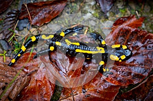 Fire salamander or Salamandra salamandra
