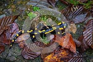 Fire salamander or Salamandra salamandra