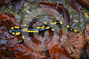 Fire salamander or Salamandra salamandra