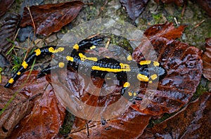 Fire salamander or Salamandra salamandra