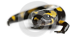 Fire salamander, Salamandra salamandra