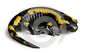 Fire salamander, Salamandra salamandra