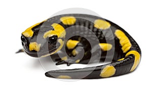 Fire salamander, Salamandra salamandra