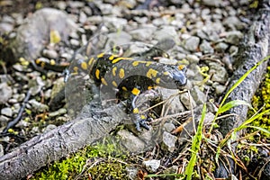 Fire salamander - Salamandra salamandra, animal portrait