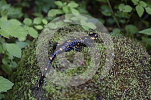 Fire salamander Salamandra salamandra - black amphibia with yellow spots or stripes to a varying degree