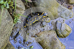 Fire salamander Salamandra salamandra - black amphibia with yellow spots or stripes to a varying degree