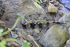 Fire salamander Salamandra salamandra - black amphibia with yellow spots or stripes to a varying degree