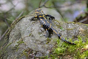 Fire salamander Salamandra salamandra - black amphibia with yellow spots or stripes to a varying degree