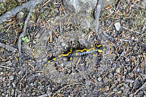 Fire salamander Salamandra salamandra - black amphibia with yellow spots or stripes to a varying degree