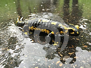 The fire salamander Salamandra salamandra, der Feuersalamander or Salamandre tachetÃÂ©e, Pjegavi daÃÂ¾devnjak