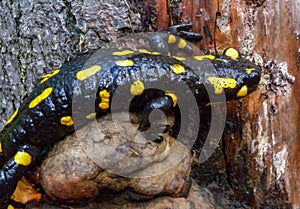 The fire salamander (Salamandra salamandra) in the forest