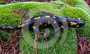The fire salamander (Salamandra salamandra) in the forest near the city of Yaremche, Ivano-Frankivsk region, Ukraine