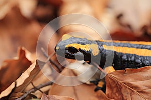 fire salamander (Salamandra salamandra) Germany