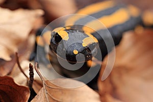 fire salamander & x28;Salamandra salamandra& x29; Germany