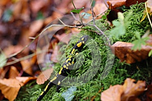 Fire Salamander & x28;Salamandra salamandra& x29;  Germany