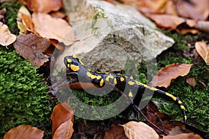 Fire Salamander & x28;Salamandra salamandra& x29;  Germany