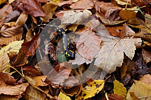 Fire Salamander (Salamandra salamandra)  Germany