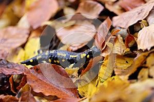 Fire Salamander (Salamandra salamandra)  Germany