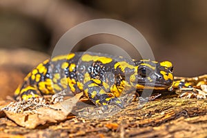 Fire Salamander (Salamandra Salamandra) in Natural Habitat