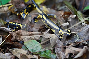 Fire salamander Salamandra salamandra Portrait Amphibian