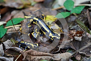 Fire salamander Salamandra salamandra Portrait Amphibian