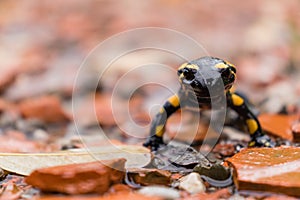 Fire salamander in the rain looking at the camera in his rocky habitat near water. photo