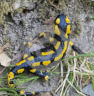 Fire salamander, Salamandra salamandra, Salamandra,