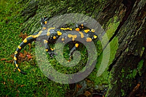 Fire Salamander, spotted amphibian on the tree trunk with green moss. Black animal with yellow spots. Animal in the forest habitat