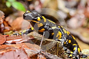 Fire salamander