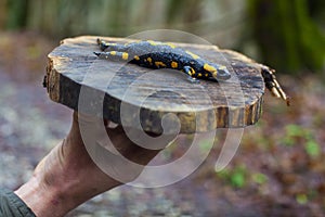 The fire salamander photo